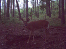 Kentucky deer hunting, western kentucky deer hunting, deer hunting, hunting, archery, Whitetail deer hunting, west ky whitetail hunting, kentucky whitetail outfitters, boone & crocket