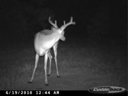 Kentucky deer hunting, western kentucky deer hunting, deer hunting, hunting, archery, Whitetail deer hunting, west ky whitetail hunting, kentucky whitetail outfitters, boone & crocket