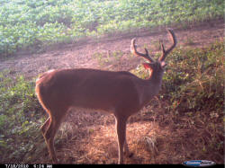 Kentucky deer hunting, western kentucky deer hunting, deer hunting, hunting, archery, Whitetail deer hunting, west ky whitetail hunting, kentucky whitetail outfitters, boone & crocket