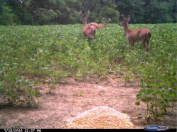 Kentucky deer hunting, western kentucky deer hunting, deer hunting, hunting, archery, Whitetail deer hunting, west ky whitetail hunting, kentucky whitetail outfitters, boone & crocket