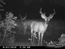 Kentucky deer hunting, western kentucky deer hunting, deer hunting, hunting, archery, Whitetail deer hunting, west ky whitetail hunting, kentucky whitetail outfitters, boone & crocket