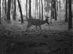 Kentucky deer hunting, western kentucky deer hunting, deer hunting, hunting, archery, Whitetail deer hunting, west ky whitetail hunting, kentucky whitetail outfitters, boone & crocket