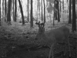 Kentucky deer hunting, western kentucky deer hunting, deer hunting, hunting, archery, Whitetail deer hunting, west ky whitetail hunting, kentucky whitetail outfitters, boone & crocket