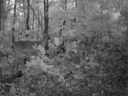 Kentucky deer hunting, western kentucky deer hunting, deer hunting, hunting, archery, Whitetail deer hunting, west ky whitetail hunting, kentucky whitetail outfitters, boone & crocket