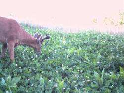 Kentucky deer hunting, western kentucky deer hunting, deer hunting, hunting, archery, Whitetail deer hunting, west ky whitetail hunting, kentucky whitetail outfitters, boone & crocket