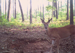Kentucky deer hunting, western kentucky deer hunting, deer hunting, hunting, archery, Whitetail deer hunting, west ky whitetail hunting, kentucky whitetail outfitters, boone & crocket