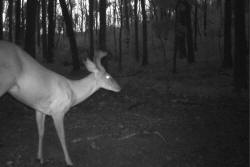 Kentucky deer hunting, western kentucky deer hunting, deer hunting, hunting, archery, Whitetail deer hunting, west ky whitetail hunting, kentucky whitetail outfitters, boone & crocket