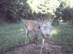 Kentucky deer hunting, western kentucky deer hunting, deer hunting, hunting, archery, Whitetail deer hunting, west ky whitetail hunting, kentucky whitetail outfitters, boone & crocket