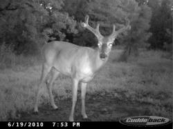 Kentucky deer hunting, western kentucky deer hunting, deer hunting, hunting, archery, Whitetail deer hunting, west ky whitetail hunting, kentucky whitetail outfitters, boone & crocket