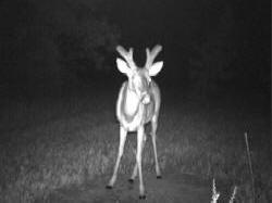 Kentucky deer hunting, western kentucky deer hunting, deer hunting, hunting, archery, Whitetail deer hunting, west ky whitetail hunting, kentucky whitetail outfitters, boone & crocket