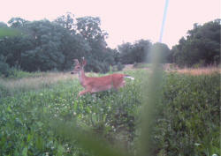 Kentucky deer hunting, western kentucky deer hunting, deer hunting, hunting, archery, Whitetail deer hunting, west ky whitetail hunting, kentucky whitetail outfitters, boone & crocket