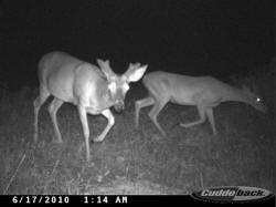 Kentucky deer hunting, western kentucky deer hunting, deer hunting, hunting, archery, Whitetail deer hunting, west ky whitetail hunting, kentucky whitetail outfitters, boone & crocket