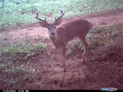 Kentucky deer hunting, western kentucky deer hunting, deer hunting, hunting, archery, Whitetail deer hunting, west ky whitetail hunting, kentucky whitetail outfitters, boone & crocket