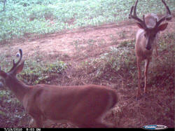 Kentucky deer hunting, western kentucky deer hunting, deer hunting, hunting, archery, Whitetail deer hunting, west ky whitetail hunting, kentucky whitetail outfitters, boone & crocket