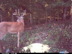 Kentucky deer hunting, western kentucky deer hunting, deer hunting, hunting, archery, Whitetail deer hunting, west ky whitetail hunting, kentucky whitetail outfitters, boone & crocket