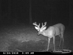 Kentucky deer hunting, western kentucky deer hunting, deer hunting, hunting, archery, Whitetail deer hunting, west ky whitetail hunting, kentucky whitetail outfitters, boone & crocket