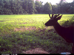 Kentucky deer hunting, western kentucky deer hunting, deer hunting, hunting, archery, Whitetail deer hunting, west ky whitetail hunting, kentucky whitetail outfitters, boone & crocket