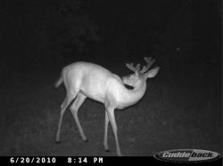 Kentucky deer hunting, western kentucky deer hunting, deer hunting, hunting, archery, Whitetail deer hunting, west ky whitetail hunting, kentucky whitetail outfitters, boone & crocket