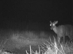 Kentucky deer hunting, western kentucky deer hunting, deer hunting, hunting, archery, Whitetail deer hunting, west ky whitetail hunting, kentucky whitetail outfitters, boone & crocket