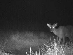 Kentucky deer hunting, western kentucky deer hunting, deer hunting, hunting, archery, Whitetail deer hunting, west ky whitetail hunting, kentucky whitetail outfitters, boone & crocket