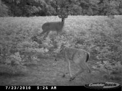 Kentucky deer hunting, western kentucky deer hunting, deer hunting, hunting, archery, Whitetail deer hunting, west ky whitetail hunting, kentucky whitetail outfitters, boone & crocket