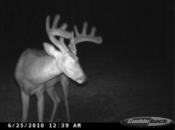 Kentucky deer hunting, western kentucky deer hunting, deer hunting, hunting, archery, Whitetail deer hunting, west ky whitetail hunting, kentucky whitetail outfitters, boone & crocket