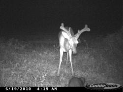 Kentucky deer hunting, western kentucky deer hunting, deer hunting, hunting, archery, Whitetail deer hunting, west ky whitetail hunting, kentucky whitetail outfitters, boone & crocket