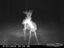Kentucky deer hunting, western kentucky deer hunting, deer hunting, hunting, archery, Whitetail deer hunting, west ky whitetail hunting, kentucky whitetail outfitters, boone & crocket