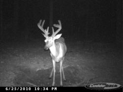 Kentucky deer hunting, western kentucky deer hunting, deer hunting, hunting, archery, Whitetail deer hunting, west ky whitetail hunting, kentucky whitetail outfitters, boone & crocket