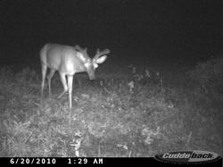Kentucky deer hunting, western kentucky deer hunting, deer hunting, hunting, archery, Whitetail deer hunting, west ky whitetail hunting, kentucky whitetail outfitters, boone & crocket