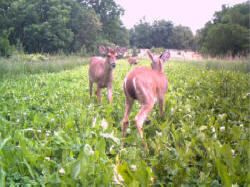 Kentucky deer hunting, western kentucky deer hunting, deer hunting, hunting, archery, Whitetail deer hunting, west ky whitetail hunting, kentucky whitetail outfitters, boone & crocket