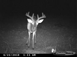 Kentucky deer hunting, western kentucky deer hunting, deer hunting, hunting, archery, Whitetail deer hunting, west ky whitetail hunting, kentucky whitetail outfitters, boone & crocket