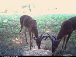 Kentucky deer hunting, western kentucky deer hunting, deer hunting, hunting, archery, Whitetail deer hunting, west ky whitetail hunting, kentucky whitetail outfitters, boone & crocket