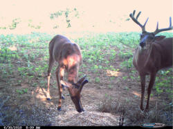 Kentucky deer hunting, western kentucky deer hunting, deer hunting, hunting, archery, Whitetail deer hunting, west ky whitetail hunting, kentucky whitetail outfitters, boone & crocket