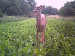 Kentucky deer hunting, western kentucky deer hunting, deer hunting, hunting, archery, Whitetail deer hunting, west ky whitetail hunting, kentucky whitetail outfitters, boone & crocket