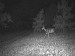 Kentucky deer hunting, western kentucky deer hunting, deer hunting, hunting, archery, Whitetail deer hunting, west ky whitetail hunting, kentucky whitetail outfitters, boone & crocket