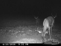 Kentucky deer hunting, western kentucky deer hunting, deer hunting, hunting, archery, Whitetail deer hunting, west ky whitetail hunting, kentucky whitetail outfitters, boone & crocket