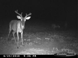Kentucky deer hunting, western kentucky deer hunting, deer hunting, hunting, archery, Whitetail deer hunting, west ky whitetail hunting, kentucky whitetail outfitters, boone & crocket
