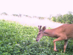 Kentucky deer hunting, western kentucky deer hunting, deer hunting, hunting, archery, Whitetail deer hunting, west ky whitetail hunting, kentucky whitetail outfitters, boone & crocket