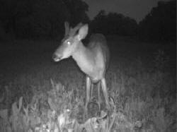 Kentucky deer hunting, western kentucky deer hunting, deer hunting, hunting, archery, Whitetail deer hunting, west ky whitetail hunting, kentucky whitetail outfitters, boone & crocket