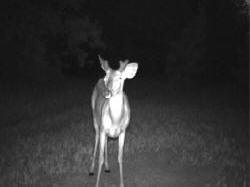 Kentucky deer hunting, western kentucky deer hunting, deer hunting, hunting, archery, Whitetail deer hunting, west ky whitetail hunting, kentucky whitetail outfitters, boone & crocket