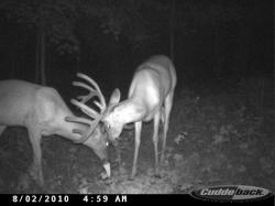 Kentucky deer hunting, western kentucky deer hunting, deer hunting, hunting, archery, Whitetail deer hunting, west ky whitetail hunting, kentucky whitetail outfitters, boone & crocket
