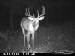 Kentucky deer hunting, western kentucky deer hunting, deer hunting, hunting, archery, Whitetail deer hunting, west ky whitetail hunting, kentucky whitetail outfitters, boone & crocket