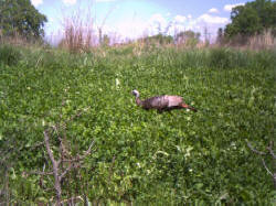 Kentucky deer hunting, western kentucky deer hunting, deer hunting, hunting, archery, Whitetail deer hunting, west ky whitetail hunting, kentucky whitetail outfitters, boone & crocket