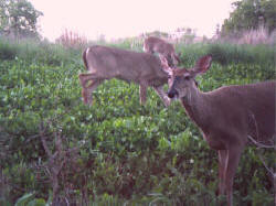 Kentucky deer hunting, western kentucky deer hunting, deer hunting, hunting, archery, Whitetail deer hunting, west ky whitetail hunting, kentucky whitetail outfitters, boone & crocket