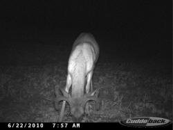 Kentucky deer hunting, western kentucky deer hunting, deer hunting, hunting, archery, Whitetail deer hunting, west ky whitetail hunting, kentucky whitetail outfitters, boone & crocket