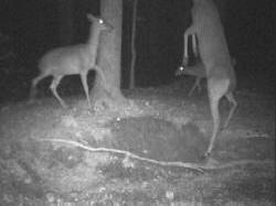 Kentucky deer hunting, western kentucky deer hunting, deer hunting, hunting, archery, Whitetail deer hunting, west ky whitetail hunting, kentucky whitetail outfitters, boone & crocket