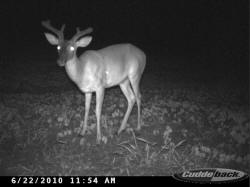 Kentucky deer hunting, western kentucky deer hunting, deer hunting, hunting, archery, Whitetail deer hunting, west ky whitetail hunting, kentucky whitetail outfitters, boone & crocket