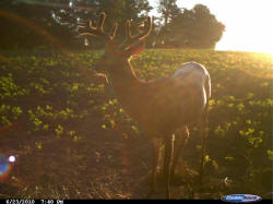 Kentucky deer hunting, western kentucky deer hunting, deer hunting, hunting, archery, Whitetail deer hunting, west ky whitetail hunting, kentucky whitetail outfitters, boone & crocket