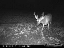 Kentucky deer hunting, western kentucky deer hunting, deer hunting, hunting, archery, Whitetail deer hunting, west ky whitetail hunting, kentucky whitetail outfitters, boone & crocket